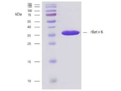 Novus Biologicals™ Recombinant Plant Betula verrucosa 6.0102 Strep (N-Term) Protein